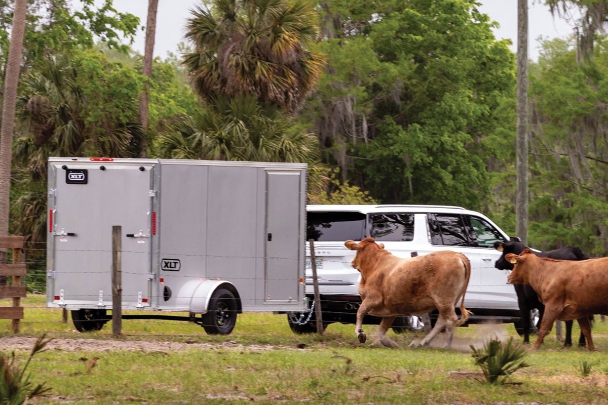 Cows running around 6-wide XLT Pro gray trailer